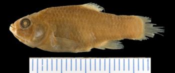 Media type: image; Ichthyology 1314